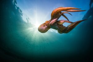 [001] Impulso Sergio Mestre López