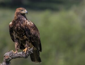[108] En alerta Pepe Aguilera Baena