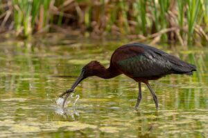 [109] Te Pillé Modesto Jiménez Espinosa