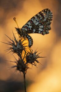 [110] Zerynthia rumina Pedro Sepúlveda Moya