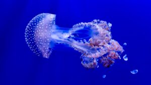 [121] MEDUSA Francisco José López Fernández