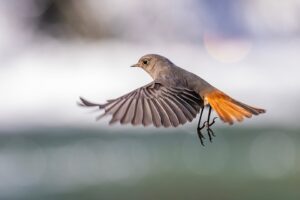 [122] Colirrojo tizón hembra Antonio Benítez Paz