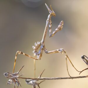 [141] El octavo pasajero Diego Salvador Alcedo