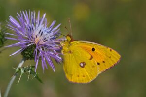 [152] Libando Sergio Reyes Pérez