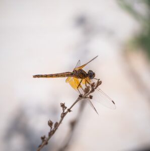 [154] Descansando guaro1972 Lara Ruiz