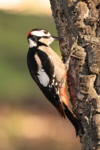 [155] Pico picapinos Juan Carlos Soto Sánchez