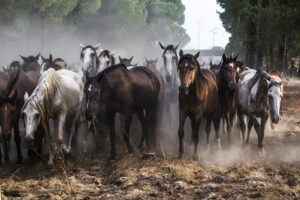 [157] Saca Hinojos Antonio Herrera Valderas