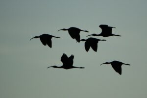 [161] Moritos azulados Guillermo del Pino Chabrillón