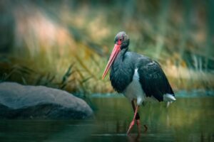[166] De paso pepe rojo bernal