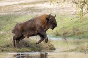 [173] El salto del bisonte Alfonso Roldan Losada