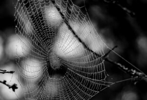 [174] La Tela y el Rocio Jesús Cruz Martin