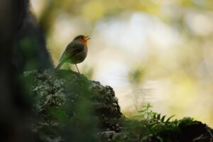 [175] Sonidos del bosque Mercedes Cuesta Mateo