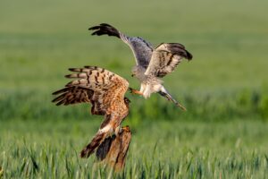 [183] PRECOPULA ANTONIO ROMERO NIETO