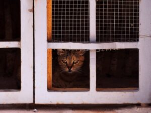 [184] Acechando María del Mar Izquierdo García