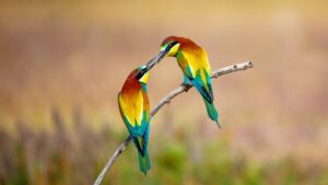 [019] Ofrenda en celo Manuel García Garcia