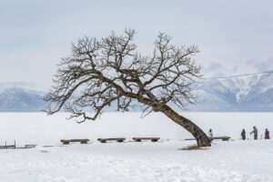 [192] Retrato de una isla Hokkaido Nuria Murillo Lara
