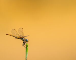 [195] Bilélula JORGE PRIEGO MANSO