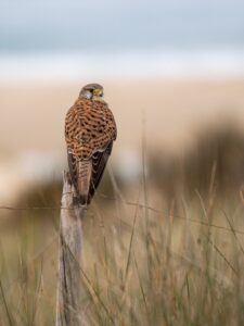 [196] En la playa Vicente Victoriano Rodriguez Ortiz de Galisteo