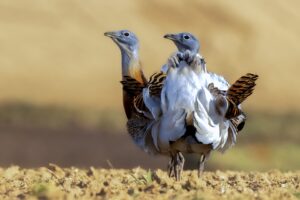 [198] Machos de avutarda en celo Adolfo Etchemendi Rivero