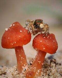 [002] Aelurillus sobre setas Miguel Pedreño Martínez