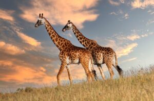 [200] Jirafas en Masai Mara Maria Luisa Murillo Lara