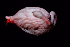 [204] Flamingo Antonio Talegón Meléndez