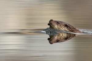 [021] Espejos en la naturaleza Gonzalo Astete Martín