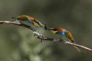 [022] regalos de amor Jaime Garcia Astorga