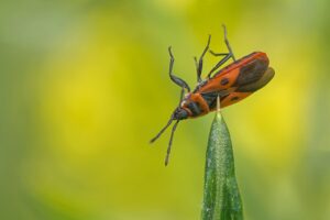 [220] Muerte por empalamiento Paqui Hermosilla