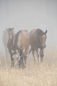 [222] Pre sesteo Sonia Herencia Anillo