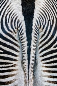 [224] Paso de cebra Miguel Gil León