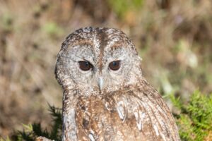 [234] SABIO Francisco José Guerrero Dávila