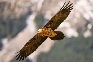[236] El buitre águila Juan Cubero Urbano