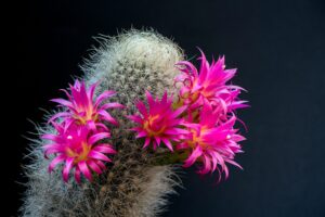 [243] Cactus Antonio Sepúlveda Merino