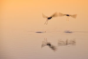 [245] El agua es vida Javier David Nogales Caballo