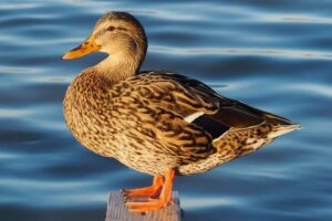 [248] Sentirse bien hoy Alan McLINTOCK