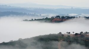 [251] Cauce del Tinto Juan Caro Alba
