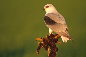 [254] Campiña Jerezana Blas David Fernández Pérez