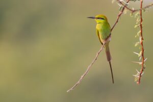 [026] Esmeralda Pablo Barrena
