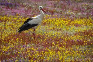 [260] Primavera Jose Manuel Fernandez Lopez