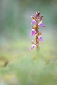 [265] En la espesura Manuel Antonio Aragón Medina