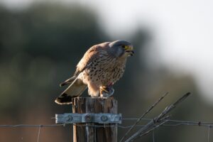 [266] Cernícalo comiendo topillo Emilio Lozano