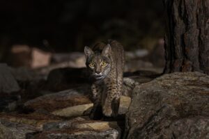 [027] Caza Nocturna Antonio Martín Gómez
