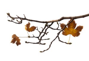 [270] Incipiente Primavera Aurelia Montiel Molina