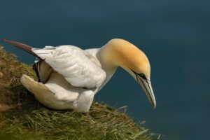 [276] En el acantilado MARIA ELENA MARTIN GARCÍA TREVIJANO