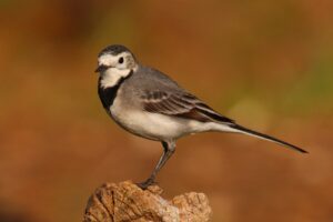 [277] Lavandera Blanca Manuel González Gómez