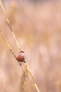 [278] El infinito en un junco Miguel Campos Díaz de Mayorga