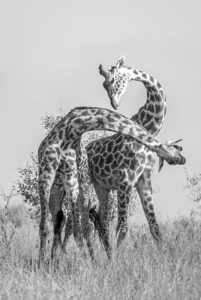 [279] Jirafas macho luchando! Luis Alberto Rodriguez Aragones