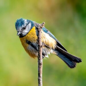 [028] herrerillo comun Joaquin Torres Ruiz