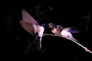 [280] Instinct Arturo Montes de Oca